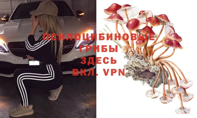 Галлюциногенные грибы Magic Shrooms  сколько стоит  mega ССЫЛКА  Новозыбков 